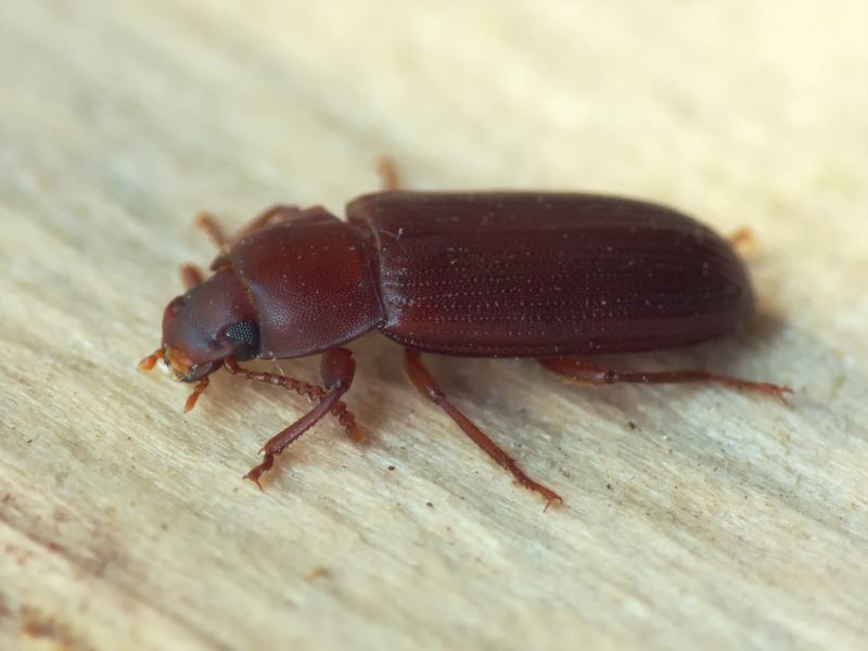 Cynaeus angustus (Leconte, 1851)